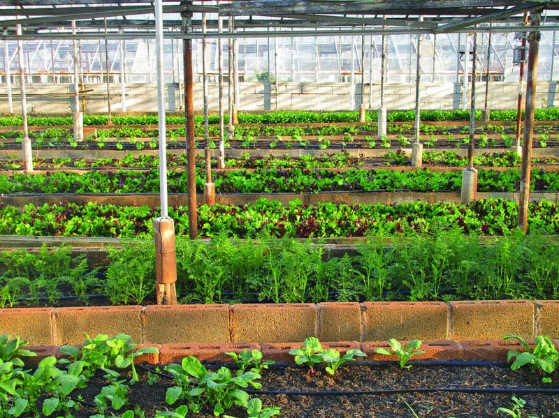 農(nóng)田小氣候觀測(cè)站為什么能增加農(nóng)業(yè)收入? 農(nóng)田小氣候觀測(cè)站為什么能增加農(nóng)業(yè)收入?